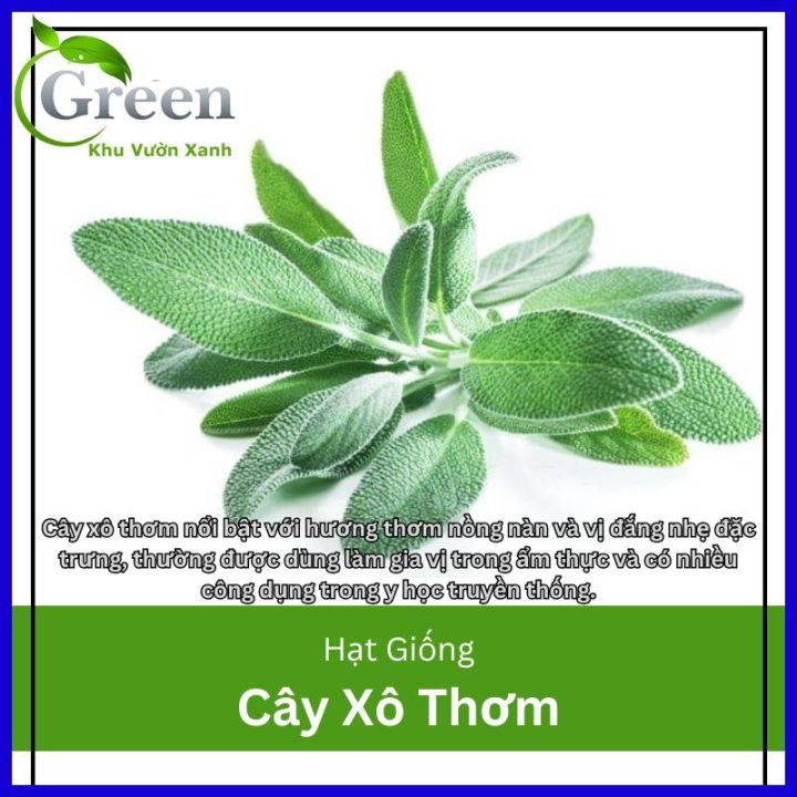 Hạt Giống Cây Xô Thơm (Sage) Chịu Nhiệt Tốt, Thu Hoạch Lâu Năm (Gói 20 hạt)