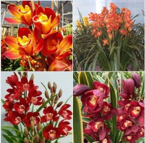1 Củ giống hoa địa lan santo hoa màu đỏ KS