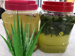 1 LÍT  nha đam chăm sóc lan giải độc ra rễ hiệu quả nhà làm