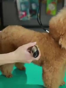 2026 Hot Sale [ Shipped from China ] Dog hair trimmer pet electric clipper electric hair clipper set cat hair trimmer B3