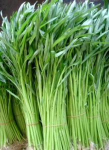 CHINESE KANGKONG SEEDS (60PCS SEEDS) - 1 PACK/HYBRID/EASY TO GROW