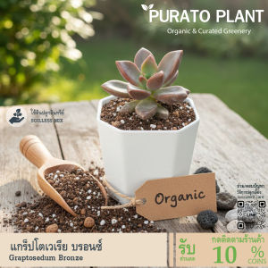 ต้นไม้อวบน้ำ กุหลาบหิน แกร็ปโตเวเรีย บรอนซ์ Graptoveria Bronze #กระถางต้นไม้ #เมล็ดพันธุ์พืช