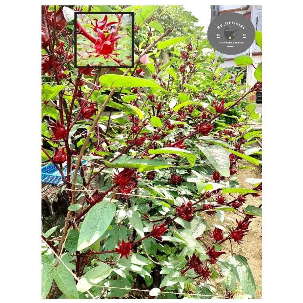 PROMOSIRoselle Seed Ribena Malaysia Biji Benih BUAH LEBAT Bunga Rosel ...