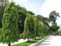 CÂY GIỐNG CÂY HOÀNG NAM - TÙNG ẤN ĐỘ, CÂY KHỎE ĐẸP. 