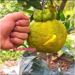 Bibit Jeruk Dekopon Jumbo Cepat Berbuah Super Okulasi