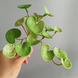 Aromatherapy Flower Green Plant Wall Hanging  Simulated Green Plants Soft Rubber Home Decoration Landscaping Plants
