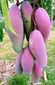 Pokok Mangga Gajah Merah hybrid. 