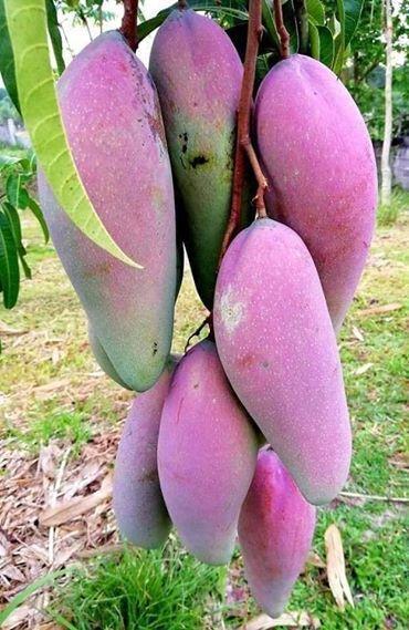 Pokok%20Mangga%20Gajah%20Merah%20hybrid%20-%20Image%203
