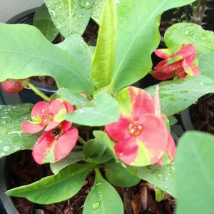 โป๊ยเซียน สายพันธุ์ มหาเศรษฐี ไม้มงคล ควรมีไว้ติดบ้าน ไม้ดอก ไม้ประดับ สีแดงแกมเขียว ส่งพร้อมกระถาง 8 นิ้ว