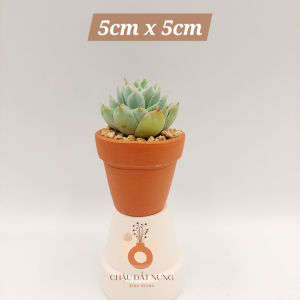 Chậu đất nung Bình Dương - Ly gờ 55 miệng chậu 5cm chiều cao 5cm