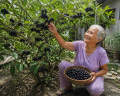 Lomboy (DUHAT) Jumbo Variety Seeds – Coated with Fungicide | Seeds Pang Tanim. 