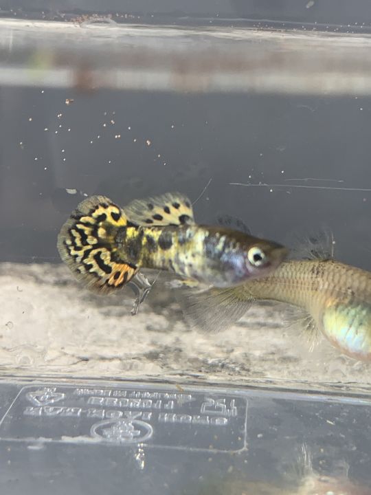 เขียน python gui ด้วย tkinter ep1 -... ภาพ Tiger magenta yellow round tail สายพันธ์นำเข้า | Lazada Thailand