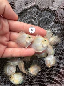 3pcs Platinum Sapphire Mini Parrot Fish/ Livefish/ Freshwater/ 白金迷你鹦鹉鱼
