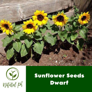 Sunflower Seeds Dwarf - 25 Seeds