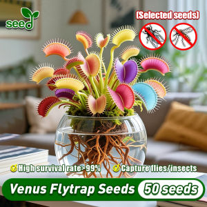 [Selected Seeds 50pcs] Good Quality Venus Flytrap Seeds for Planting Flowers - 100% Authentic Carnivorous Plants Seed Live Plants Real Plants Potted Plant Air Purifying Plants Garden Flowers Plants For Sale Easy to grow Bonsai Seed Philippines