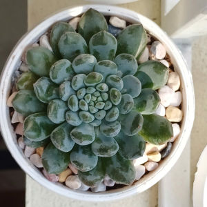 Sen đá echeveria