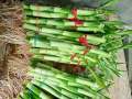 [ BUY 10 GET 1 FREE ] Lucky Bamboo  - for wealth and good Luck ( REAL ). 