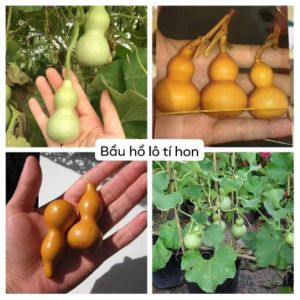 Hạt giống Bầu Hồ Lô Tí Hon - Gói 5 Hạt