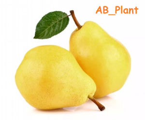 Bibit Buah Pir Super Hasil Cangkok