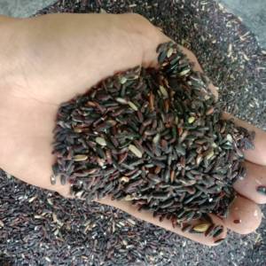 Kemasan 500gram Beras Ketan Hitam Terlaris