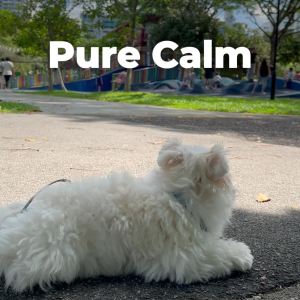 Pure Calm: Pet Calming Supplement for Dogs & Cats  Thunderstorm Separation etc  Lower Anxiety & Stress