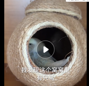 PetfitPro รังนกเชือกป่านทอมือ สำหรับนกแก้ว บ้านกะลาสำหรับกระรอก บ้านนกทอมือ