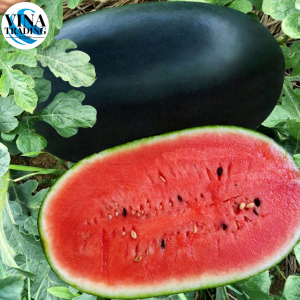 Giant Black Beauty Watermelon Seeds for Planting (20 Seeds) Super Sweet Juicy Giant Water Melon Seed