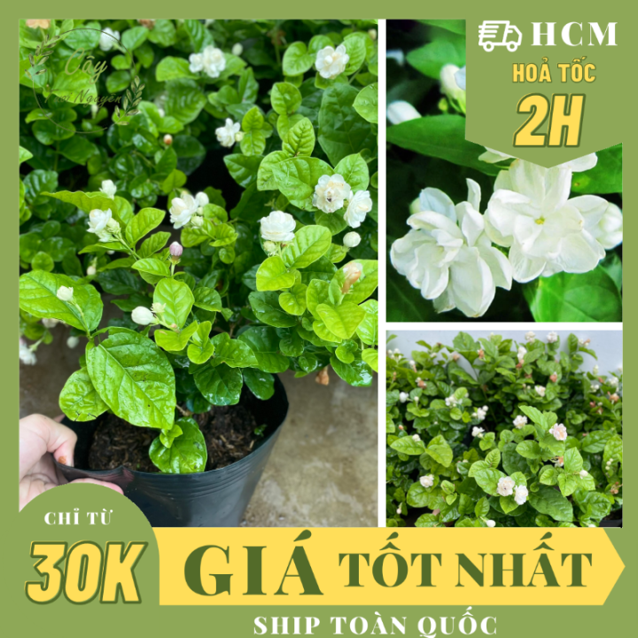 CÂY HOA LÀI TA CÁNH KÉP Hoa thơm ,(cao 20cm), Hoa giống sân vườn, ban ...