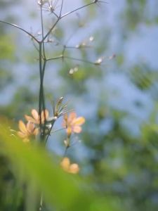 《1017》เสื้อแจ็คเก็ตเดินป่ากลางแจ้งสำหรับผู้หญิง กันน้ำและกันลม แจ็คเก็ตชั้นเดียว