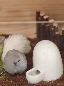 LZD  Rutin Chicken Feeder Automatic Kettle Special Feed  Food Basin Trough Food Can Feed Water Luding Chicken Water Feeder