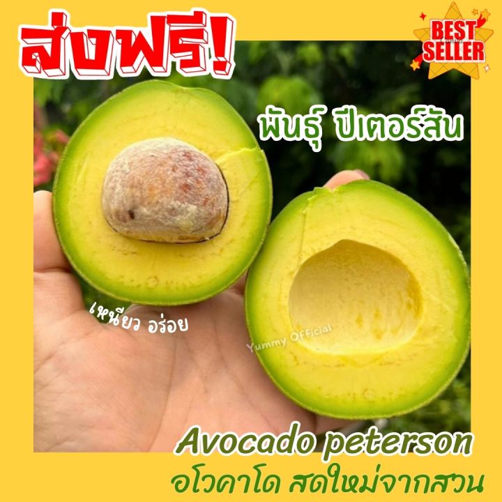 Smat พร้อมส่ง‼️(1KG) Avocado อโวคาโด =1กิโลกรัม= พันธุ์ปีเตอร์สัน อโวคา ...