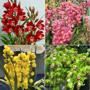 Bộ 4 củ giống hoa địa lan santo nhiều màu