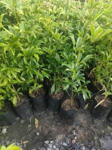 ต้นหนุมานประสานกาย  สูง40-60ซม. พร้อมปลูก