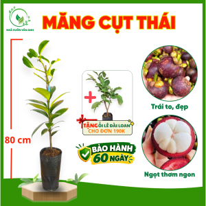 Cây Giống Măng Cụt Thái Ghép - Nhanh Cho Trái Sau 3 Năm - Trái To Ngọt Thanh - Cây Giống Vân Anh