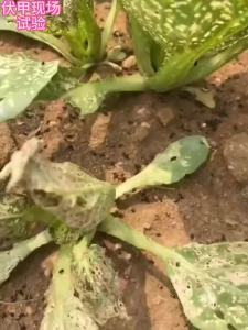 全新升级伏甲跳甲特效虫螨腈哒螨灵抗性跳甲螨虫蚜虫杀跳甲