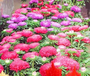 เมล็ด 30 เมล็ด ข้าวโพดหวาน พร้อมส่ง ข้าวโพดหวาน สีเหลือง