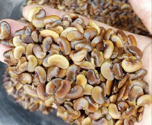 Hạt giống sưa đỏ trồng rừng - Túi 1kg