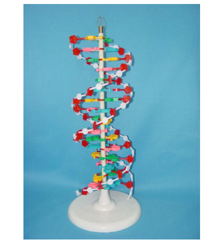 DNA Molecular Structure model Medical human samples | Lazada