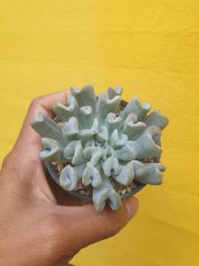 ต้นไม้อวบน้ำ อิชิวาเรีย รันโยนิอาย ท๊อปซีเทอร์วี - Echeveria runyonii "Topsy Turvy" กุหลาบหิน ต้นไม้ 9 ชั่วโมง 5 นิ้ม