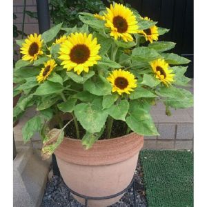 Hạt giống hoa hướng dương lùn-50 hạt -trồng quanh năm