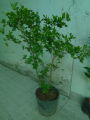 Cây Nguyệt quế. 