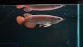 4-5"inch Banjar Red Arowana (Grade AA) 班嘉红龙鱼. 