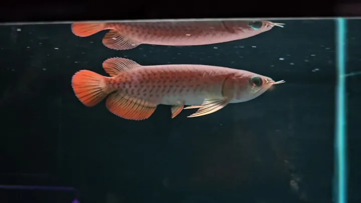 4-5"inch%20Banjar%20Red%20Arowana%20(Grade%20AA)%20%E7%8F%AD%E5%98%89%E7%BA%A2%E9%BE%99%E9%B1%BC%20-%20Image%202