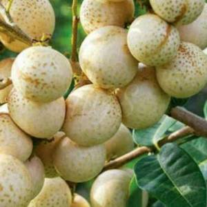 Bibit Buah Kelengkeng Matalada OKULASI Keren Buah Lebat dan Genjah Super