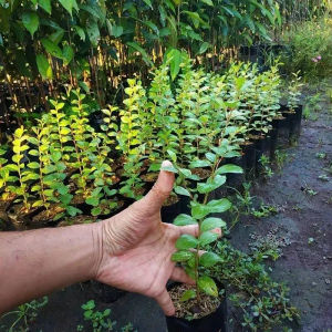 Sale! Tanaman Bidara Arab Pohon Bidara  100%ORIGINAL