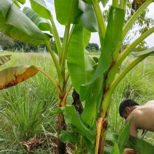 หน่อกล้วย หน่อกล้วยไข่ สินค้าขุดตามออเดอร์ ปลูกโดยเกษตรกรมืออาชีพ ขนาดกําลังดี ยาว 30 ซ.ม.