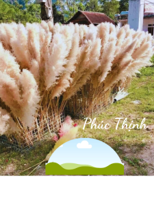 Bông lau Khô trang trí