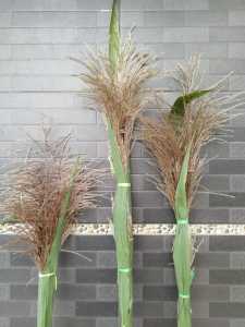 Bunga Langka Kembang Tebu Wulung Hitam Asli