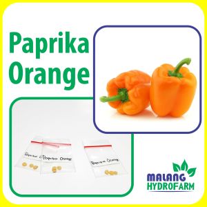 Benih Paprika Orange Unggulan buah berkualitas biji bibit pepper cabai tomat hydroponik hidroponik