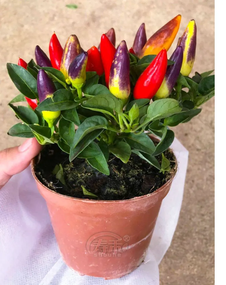 Bonsai Rainbow Chili Pepper Seeds - F1 Hybrid Rare Bolivian Chili Pepper  Vegetable Seeds for Gardening Multicolor